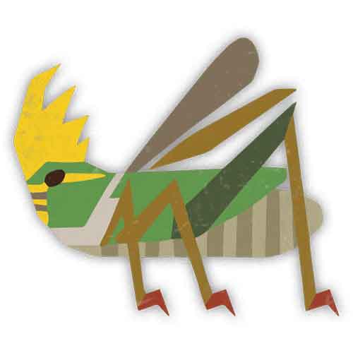 皇帝蚱蜢 皇帝蚱蜢